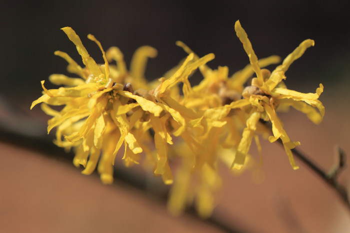 풍년화 - Hamamelis japonica Siebold & Zucc.