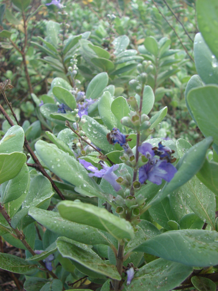 순비기나무 - Vitex rotundifolia L.f.
