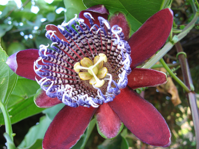 시계초 - passion flower, Passiflora caerulea