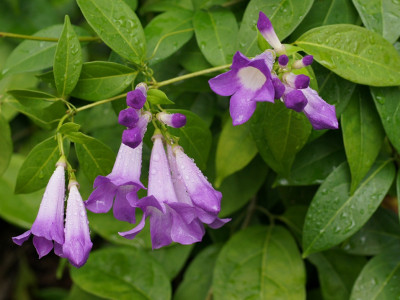 마늘덩굴 사진 - Mansoa alliacea Photos
