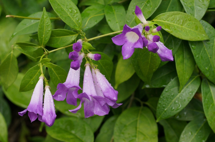 마늘덩굴 - Garlic Vine, Wild Garlic, Ajo Sacha, Amethyst Vine, Mansoa alliacea