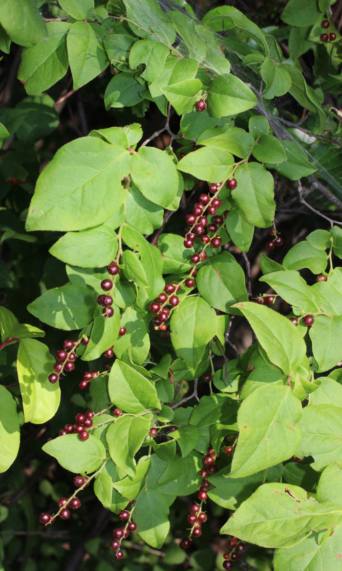정금나무 - Vaccinium oldhamii Miq.