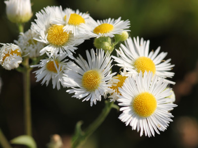 개망초 사진 - Erigeron annuus Photos