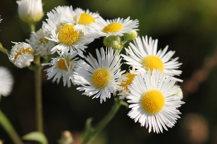 개망초 - Erigeron annuus