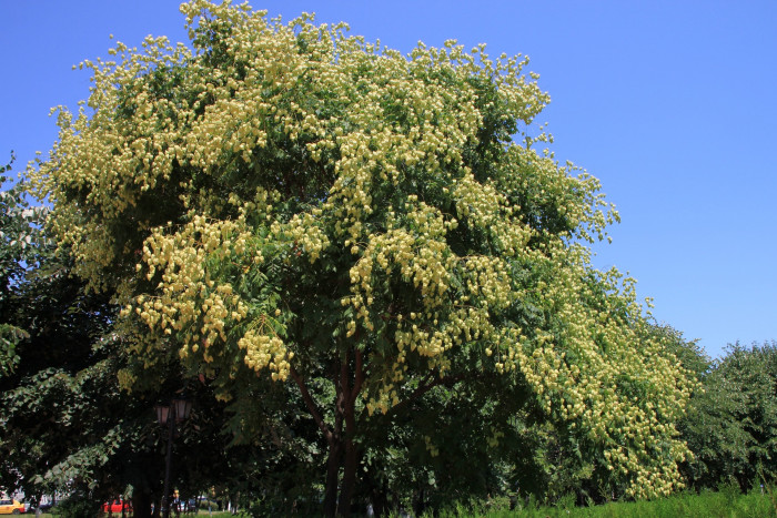 모감주나무 - Koelreuteria paniculata Laxmann