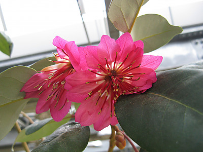 홍화하 사진 - Rhodoleia championii Photos