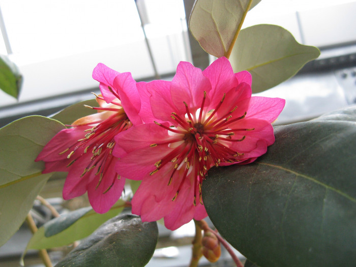 홍화하 - hong Kong Rose, Rhodoleia championii
