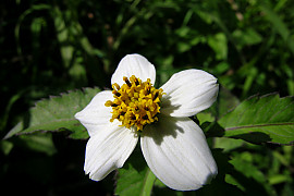 흰도깨비바늘 - Bidens pilosa L. var. minor (Blume) Sherff