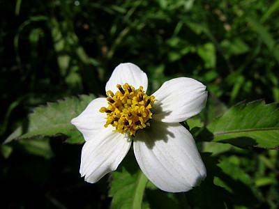흰도깨비바늘 사진 - Bidens pilosa L. var. minor (Blume) Sherff Photos