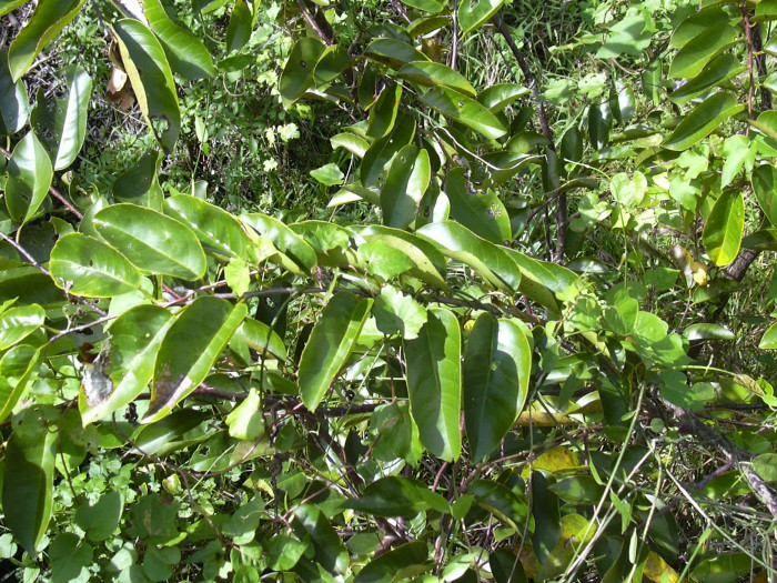 악어사과 - Pond apple, Alligator apple, Swamp apple, Corkwood, Bobwood, Annona glabra L.