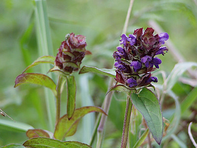 두메꿀풀 사진 - Prunella vulgaris var. aleutica Fernald Photos