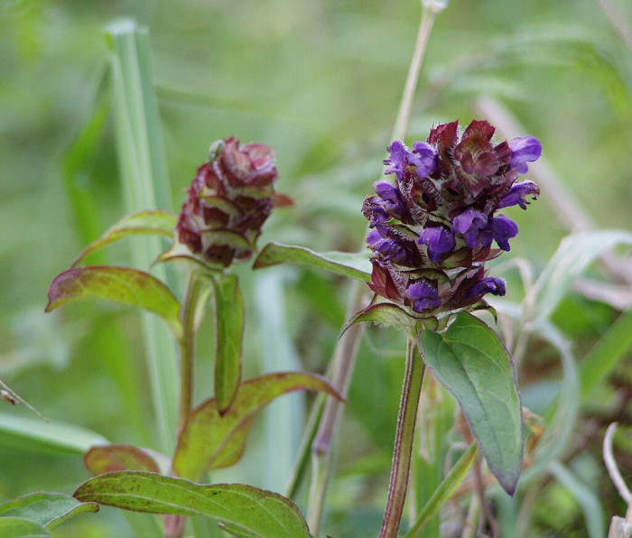 두메꿀풀 - Prunella vulgaris var. aleutica Fernald