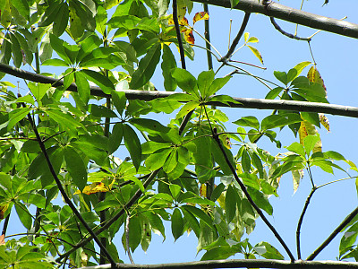 세이보나무 사진 - Ceiba pentandra ( L. ) Gaertn. Photos