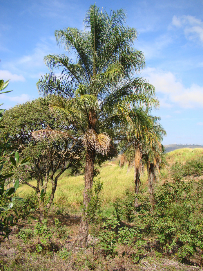 마코야자 - macaw palm, grugru palm, macaúba palm, coyol palm, Acrocomia aculeata