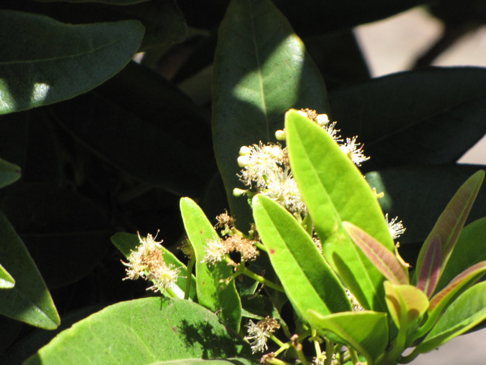 피멘토 - Pimenta dioica