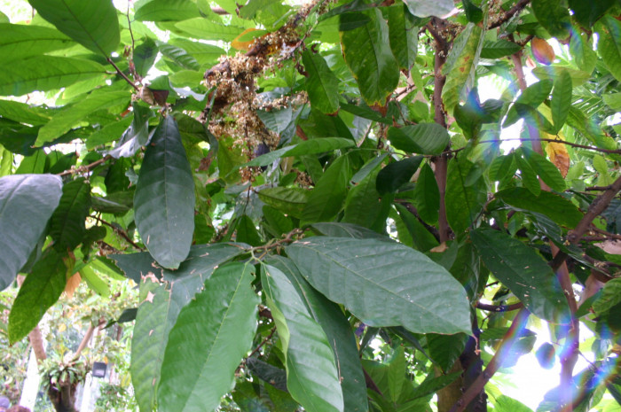 카카오 - Cacao tree, cocoa tree, Theobroma cacao