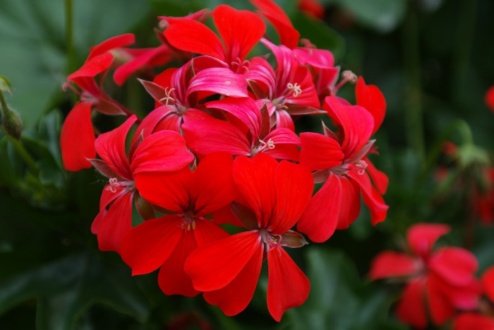 제라늄 - Geranium, Pelargonium inquinans