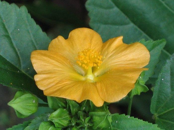 아부틸론 인디쿰 - Chinese bell-flowers, common evening mallow, country mallow, Abutilon indicum (L.) Sweet