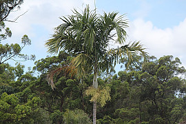 카펜타리야자 - Carpentaria acuminata