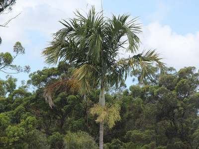 카펜타리야자 사진 - Carpentaria acuminata Photos