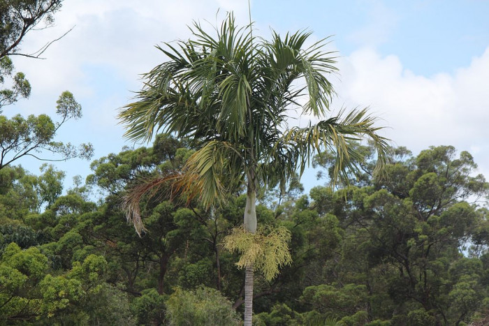 카펜타리야자 - Carpentaria palm, Carpentaria acuminata