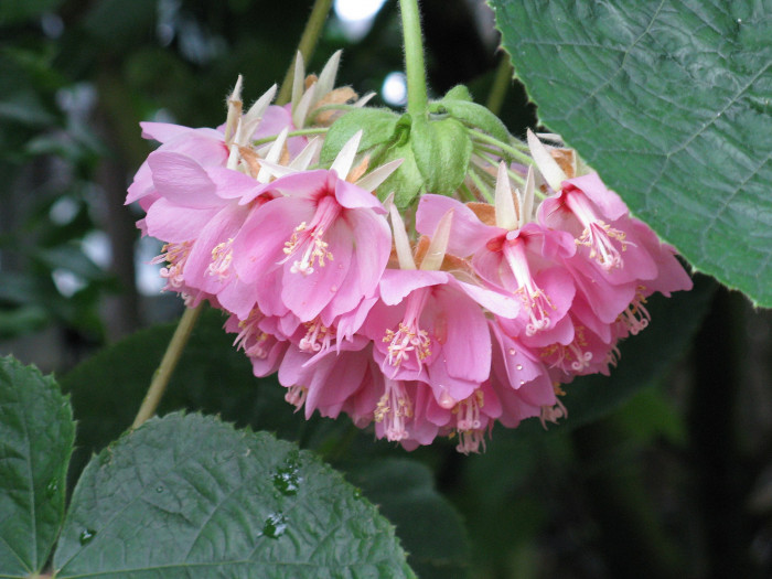 열대수국 - Pink ball tree, Dombeya wallichii