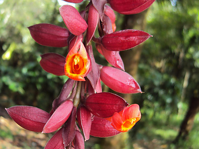 툰베르기아 코키니아 사진 - Thunbergia coccinea Photos