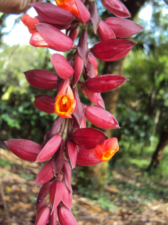 툰베르기아 코키니아 - Scarlet clock vine, Thunbergia coccinea