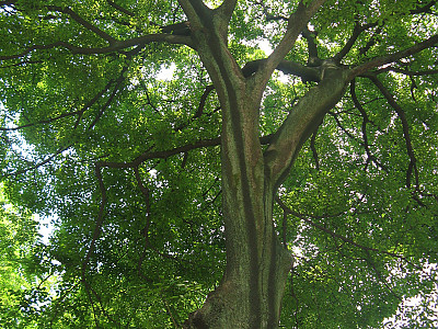 팽나무 사진 - Celtis sinensis Pers. Photos