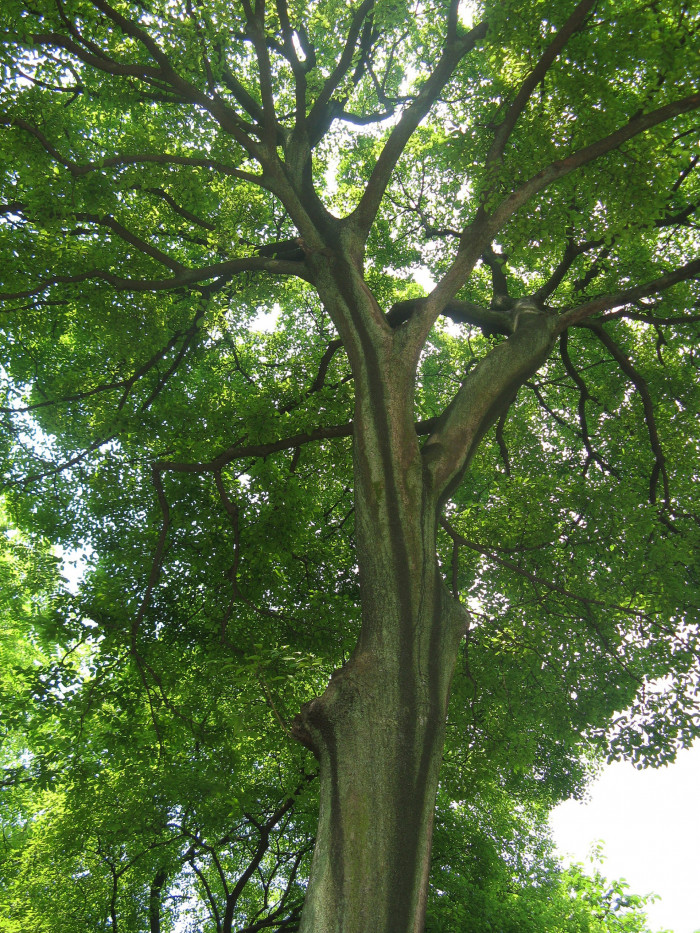 팽나무 - Chinese Hackberry, Celtis sinensis Pers.