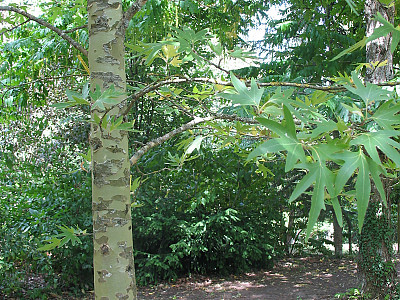 버즘나무 사진 - Platanus orientalis L. Photos
