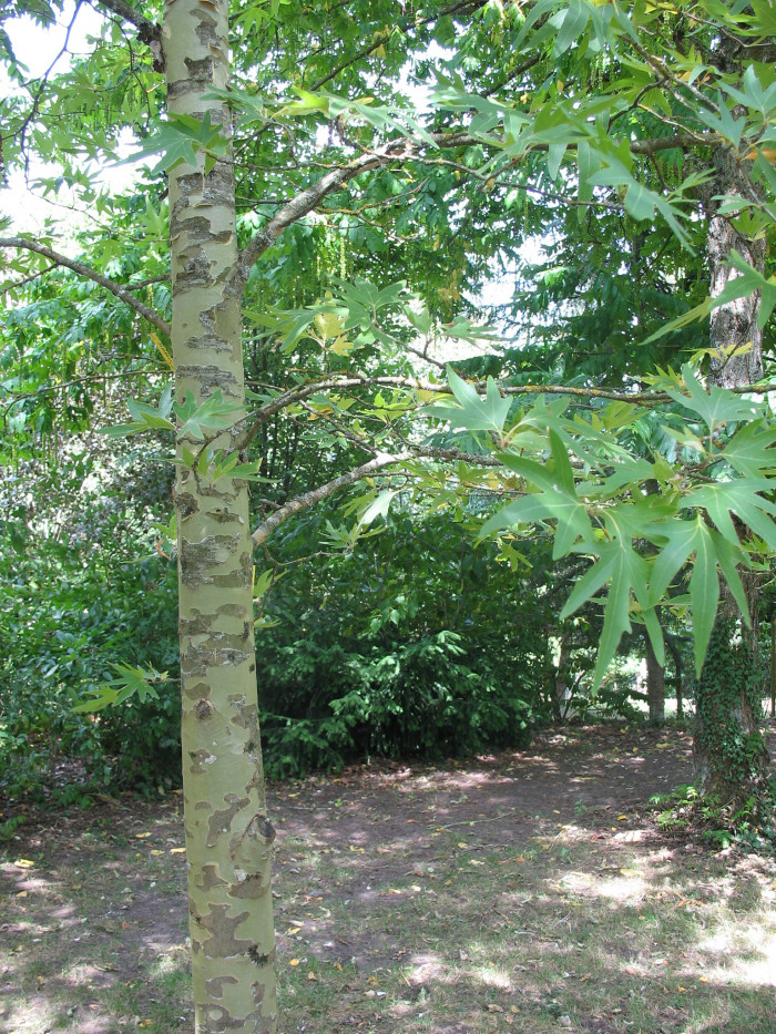버즘나무 - plane tree, Platanus orientalis L.