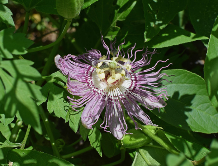 시계초 - passion flower, Passiflora caerulea
