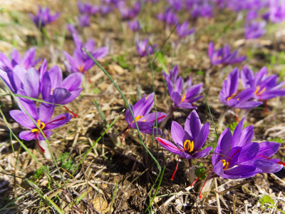 샤프란 사진 - Crocus sativus L. Photos