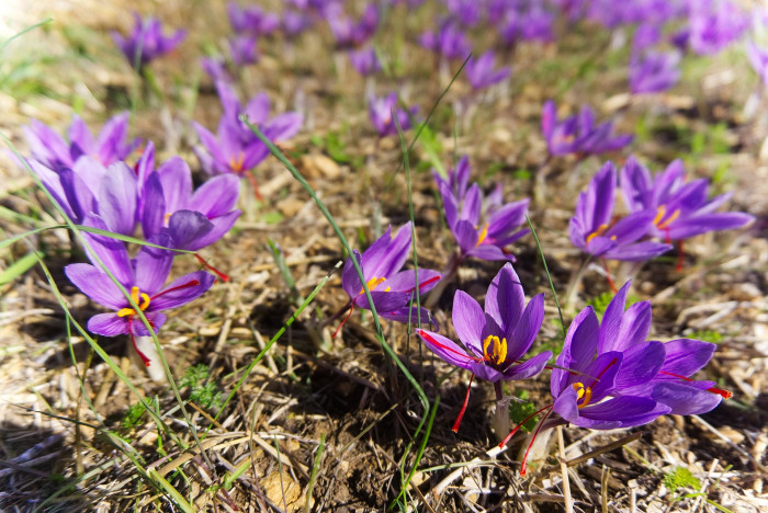 샤프란 - Saffron crocus, autumn crocus, Crocus sativus L.