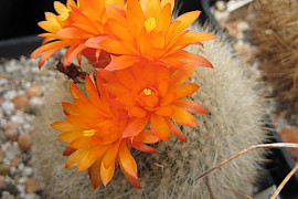 설황 - Brasilicactus haselbergii Backbg. 