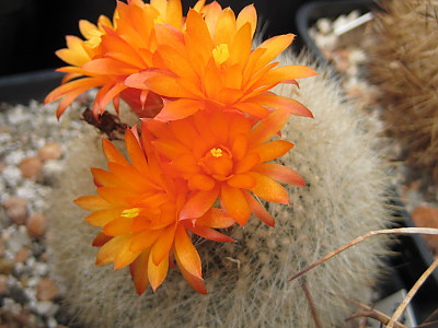 설황 사진 - Brasilicactus haselbergii Backbg.  Photos