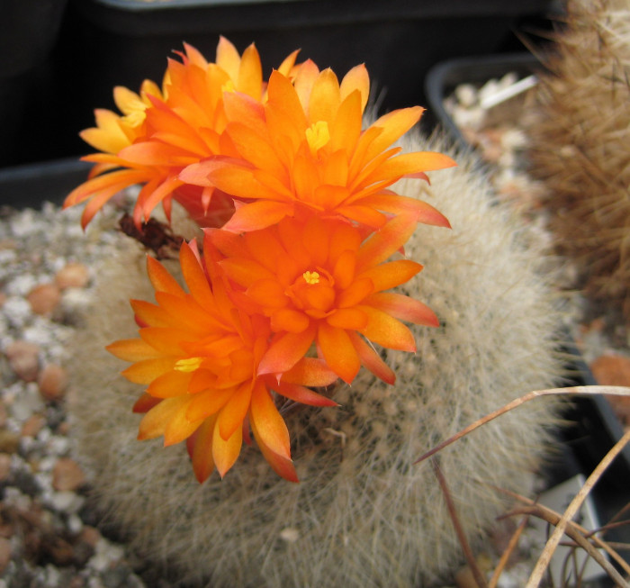 설황 - Scarlet Ball, Brasilicactus haselbergii Backbg. 