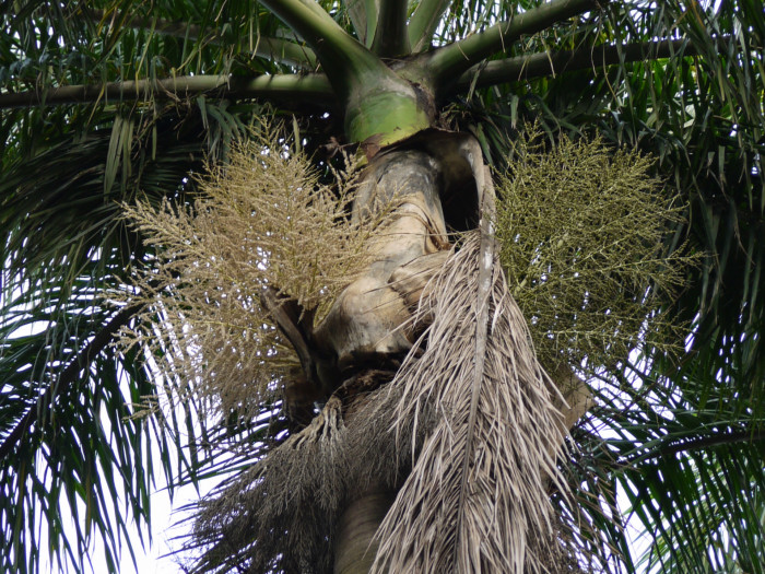대왕야자 - Cuban royal palm, Florida royal palm, Roystonea regia