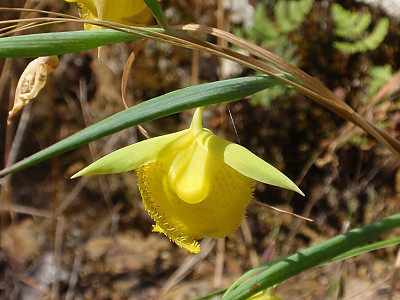 Calochortus pulchellus 사진 - Calochortus pulchellus Photos