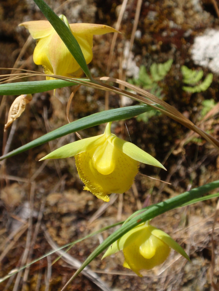 Calochortus pulchellus - Globe Lily, Calochortus pulchellus