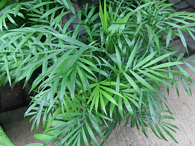 테이블야자 사진 - Chamaedorea elegans Photos