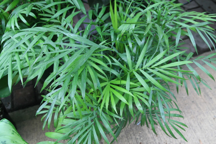 테이블야자 - neanthe bella palm, parlour palm, Chamaedorea elegans