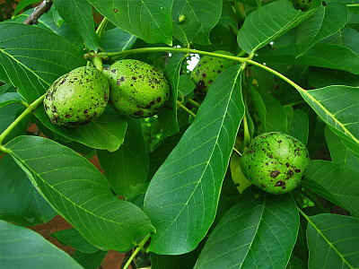 호도나무 사진 - Juglans regia L. Photos