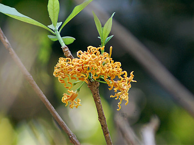 대팻밥꽃 사진 - Strophanthus Boivinii Photos