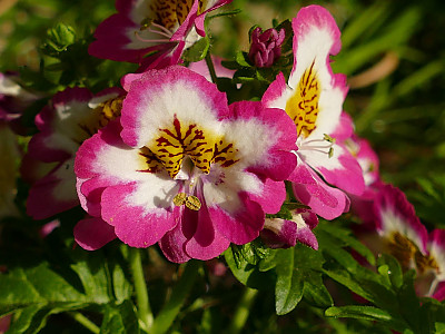 스키잔서스 사진 - Schizanthus pinnatus Photos