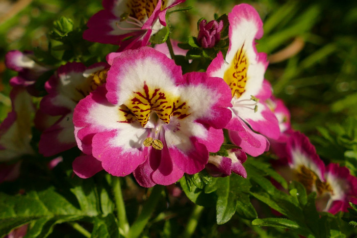 스키잔서스 - butterfly flower, fringeflower, poor-man