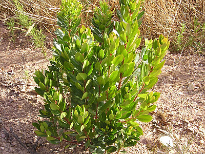 딸기나무 사진 - Arbutus unedo Photos