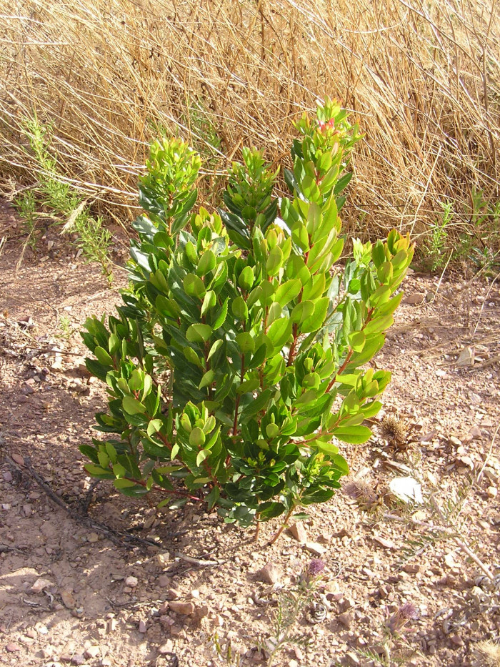 딸기나무 - Strawberry Tree, Arbutus unedo