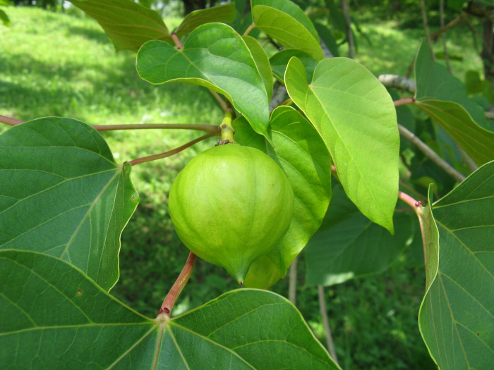 유동 - Vernicia fordii (Hemsl.) Airy Shaw